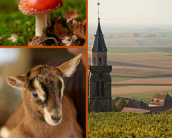 2018 10 29 porte du vignoble calendrier des animations novembre 2018