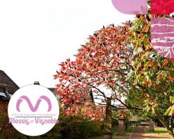 2019 10 01 vignoble calendrier des animations octobre 2019