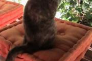 2021 07 16 petite annonce chat perdu marlenheim