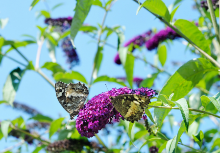 2025 04 19 annonce donne arbre a papillons a marlenheim