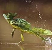 Lezard