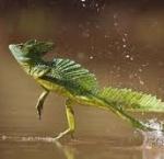 Lezard